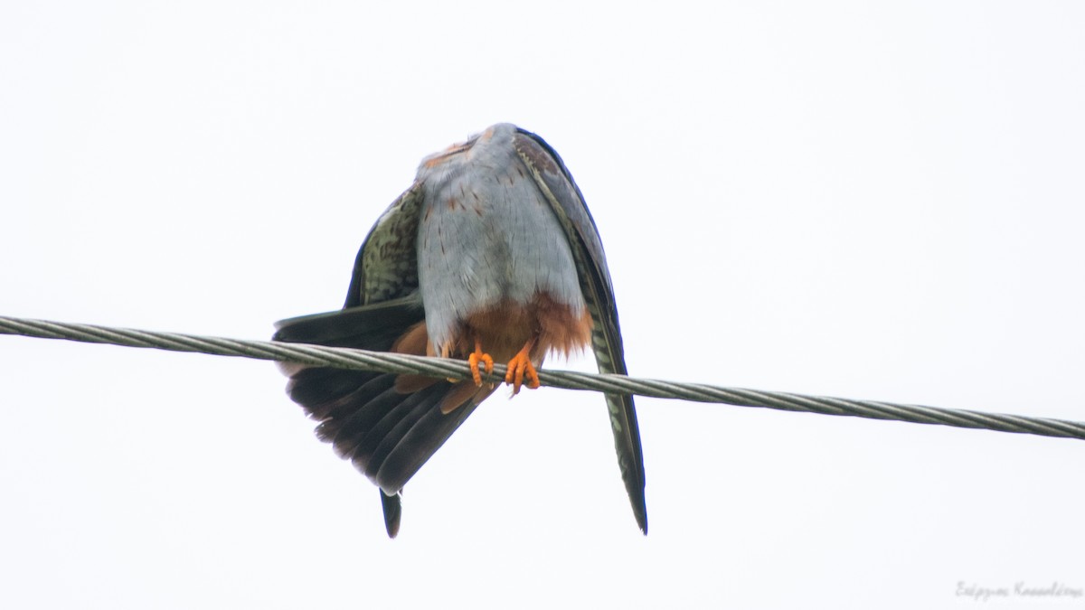 Red-footed Falcon - ML620540867