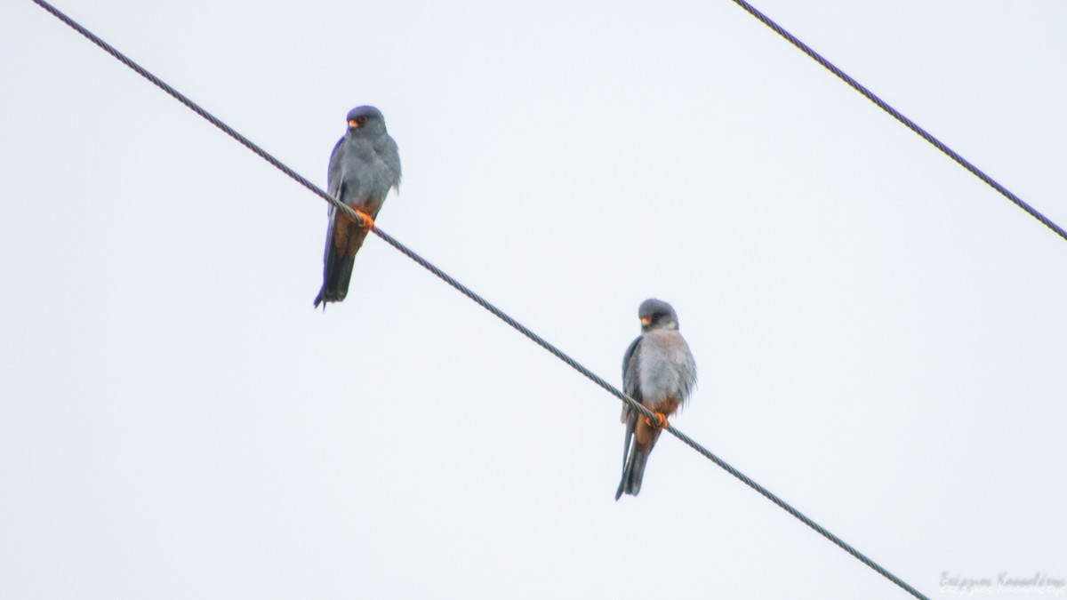 Red-footed Falcon - ML620540868