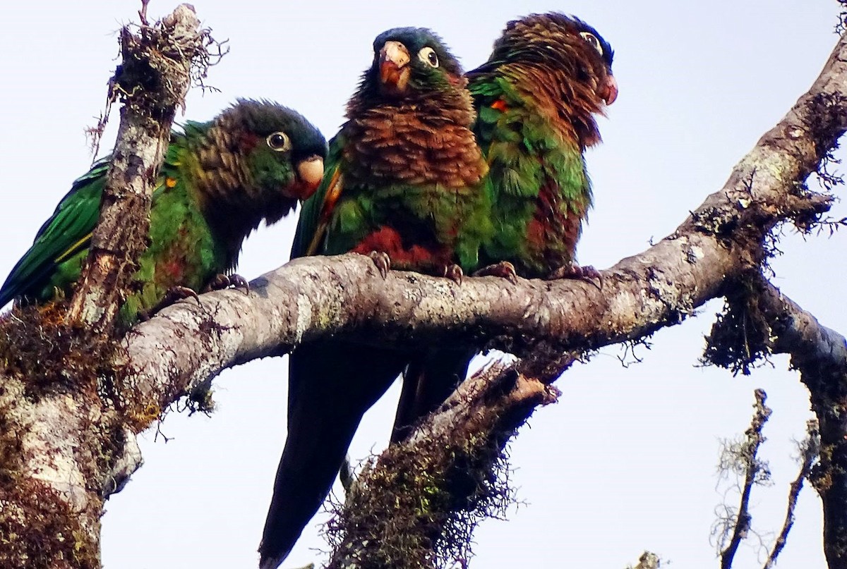 Brown-breasted Parakeet - ML620540882