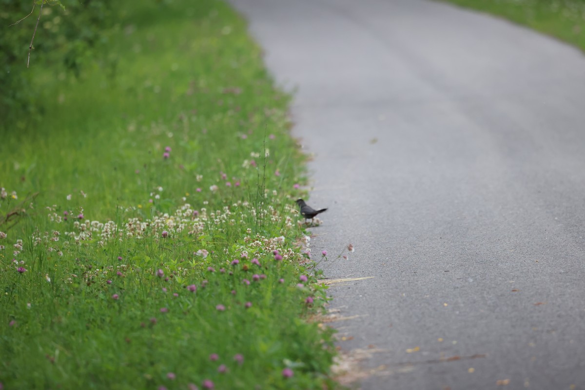 Gray Catbird - ML620540883