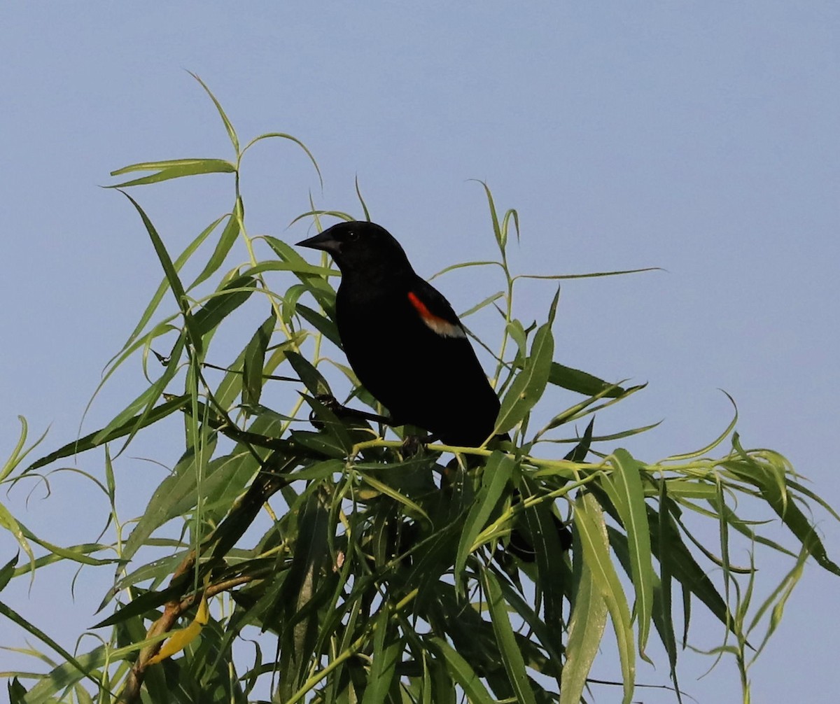 Red-winged Blackbird - ML620540884