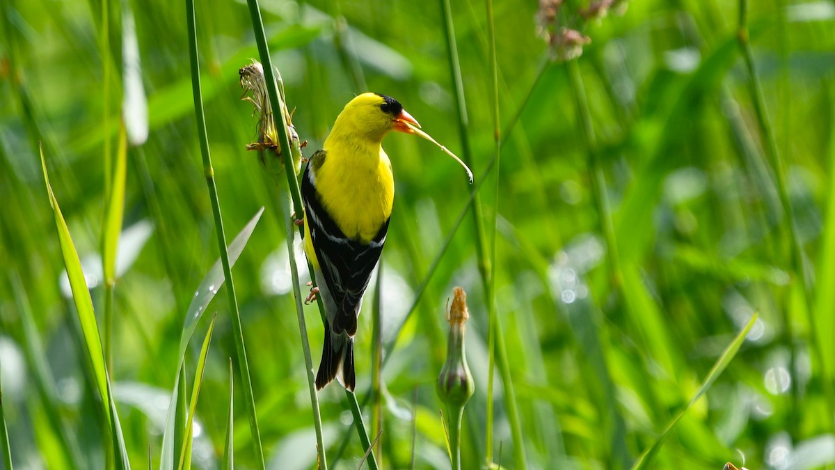 American Goldfinch - ML620540887