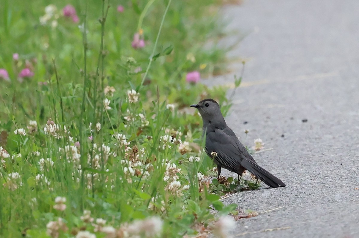 Gray Catbird - ML620540894