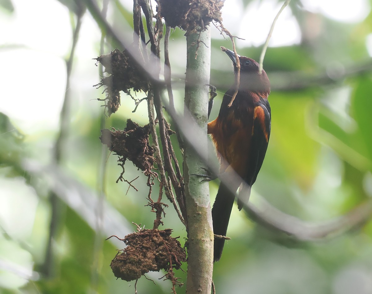 Oriole de Martinique - ML620540905