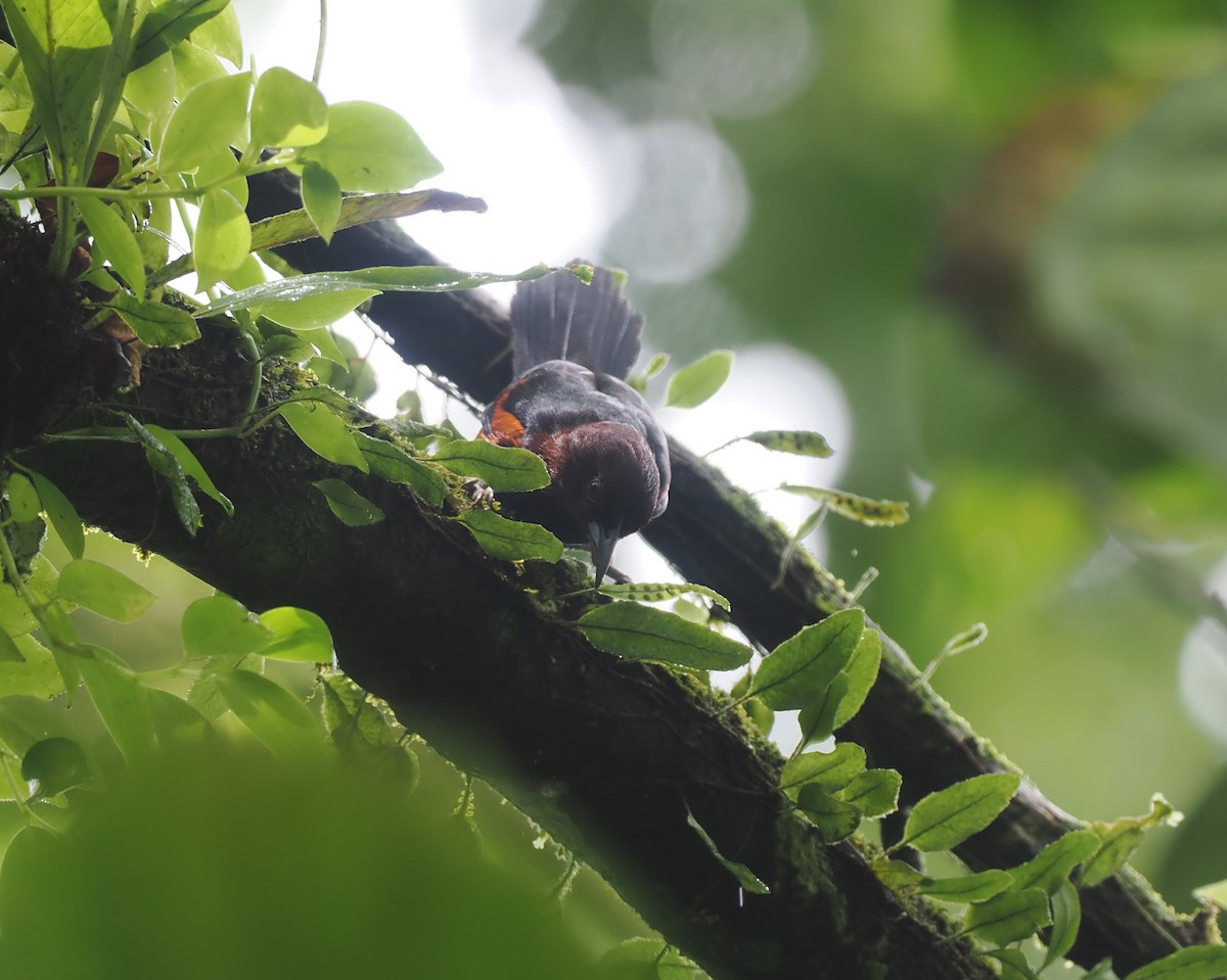 Martinique Oriole - Andrew Whitehouse