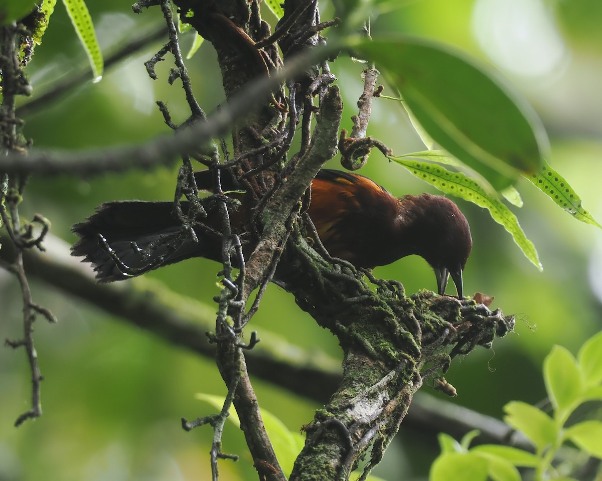 Martinique Oriole - ML620540907