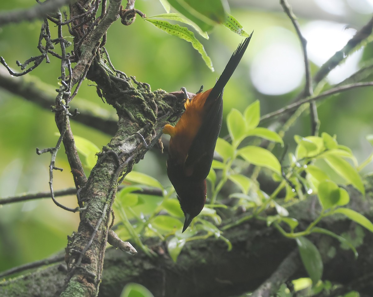 Oriole de Martinique - ML620540908