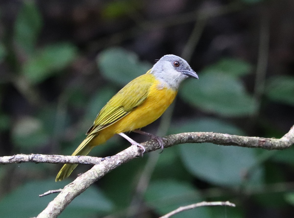 Gray-headed Tanager - Gilberto Domínguez
