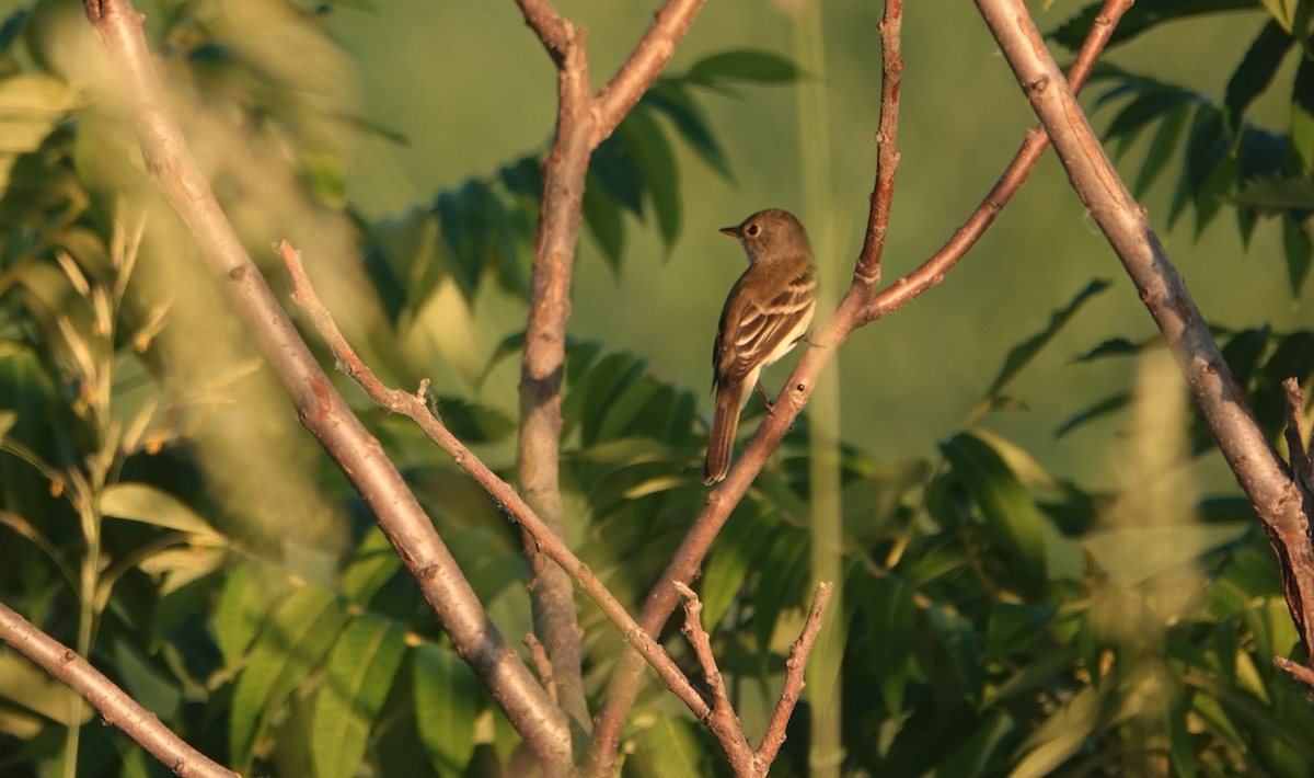 Willow Flycatcher - ML620540920