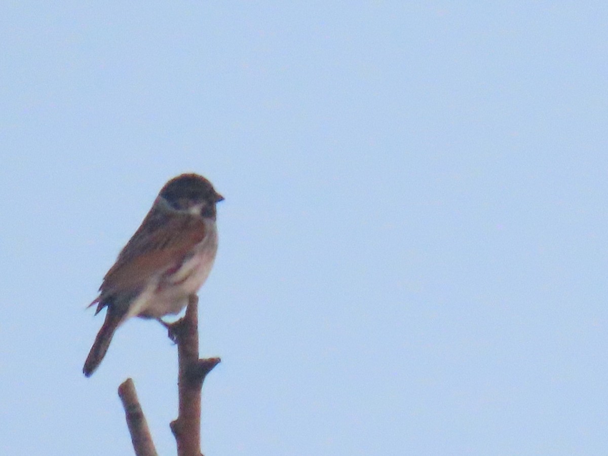 Reed Bunting - ML620540946