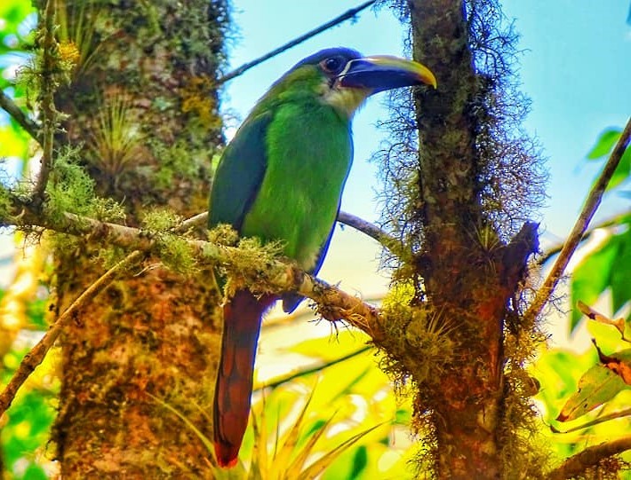 Southern Emerald-Toucanet - ML620540950