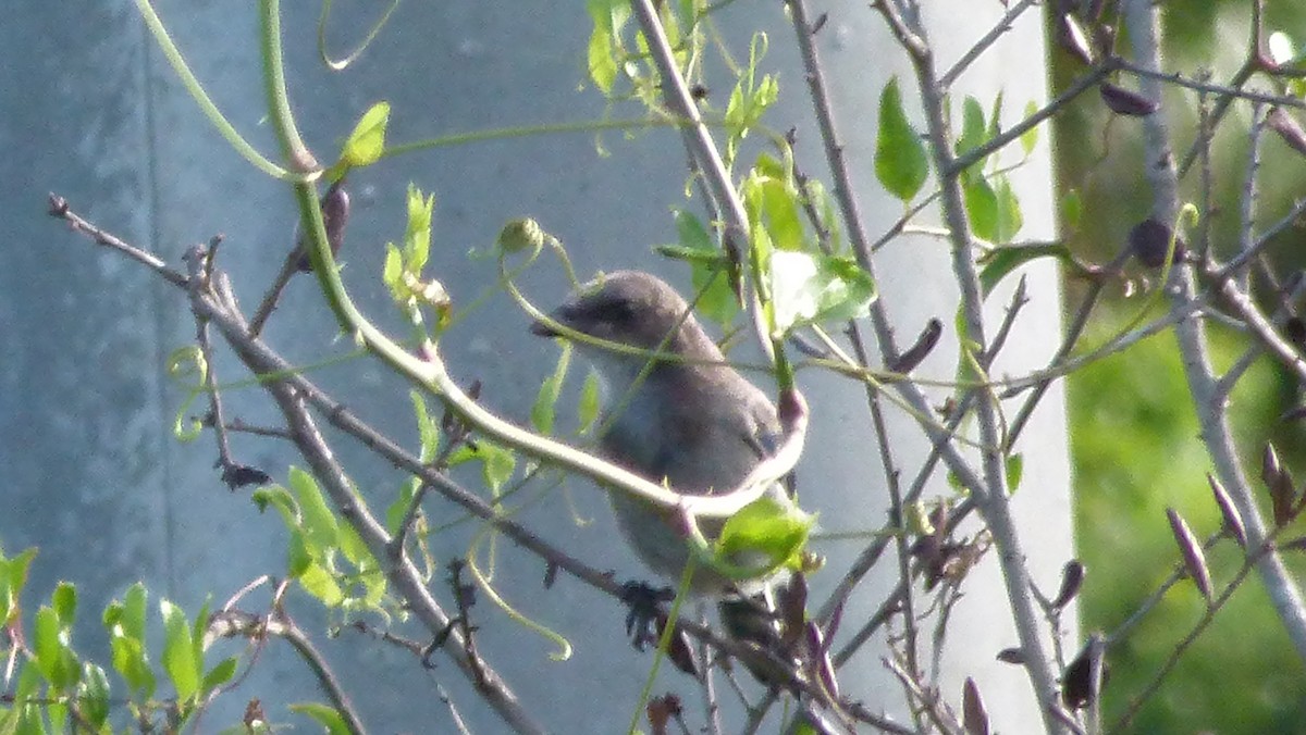 Florida Scrub-Jay - ML620540955