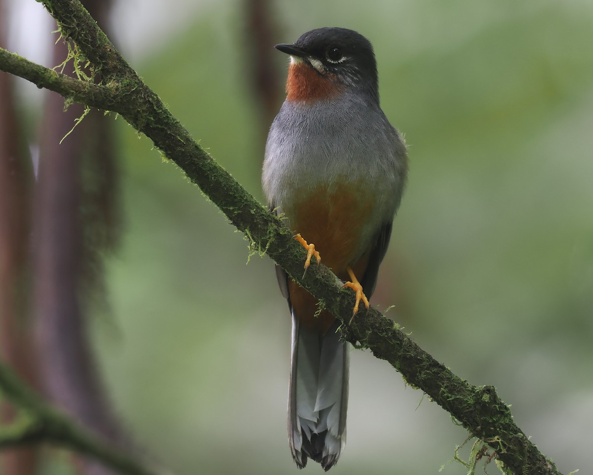 Rufous-throated Solitaire - Andrew Whitehouse