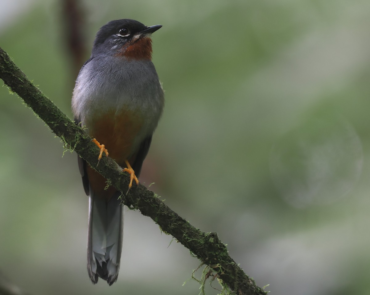 Rufous-throated Solitaire - ML620540959