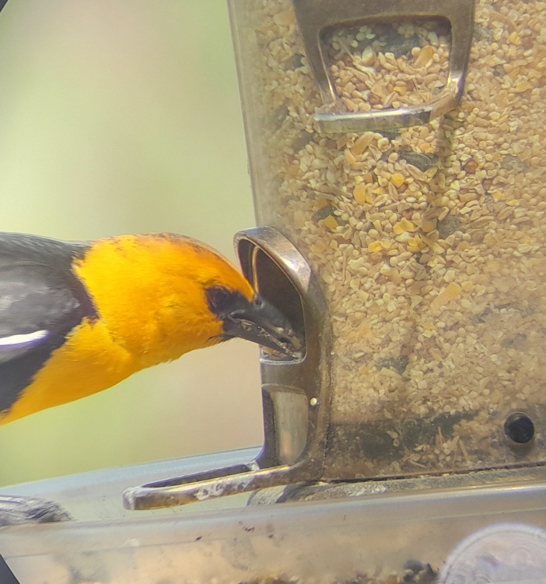 Yellow-headed Blackbird - ML620540960