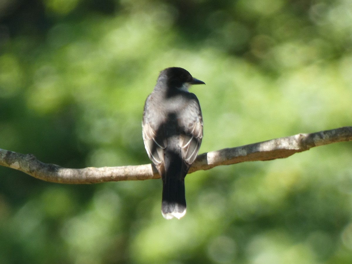 Eastern Kingbird - ML620540963