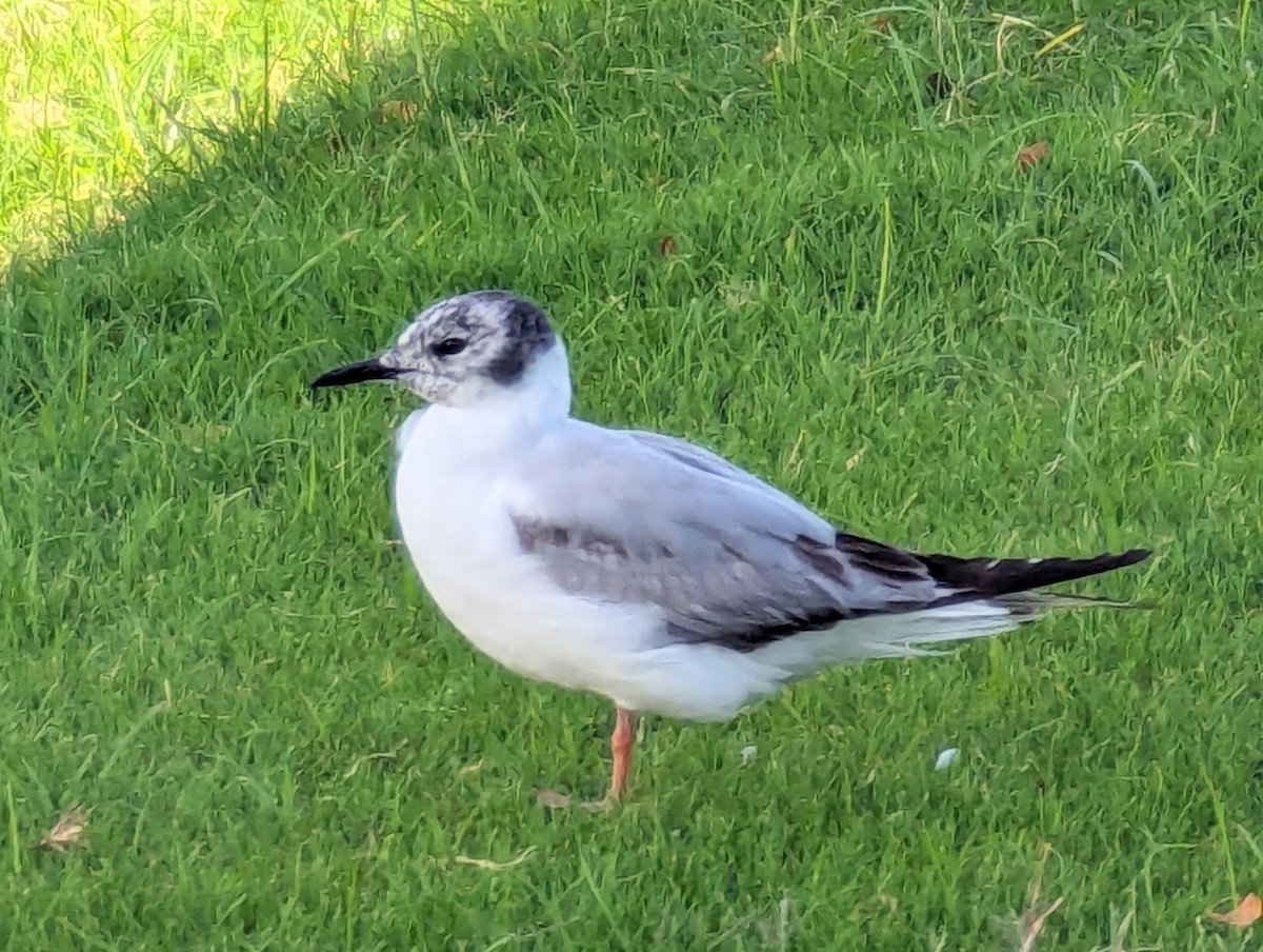 Bonaparte's Gull - ML620540967