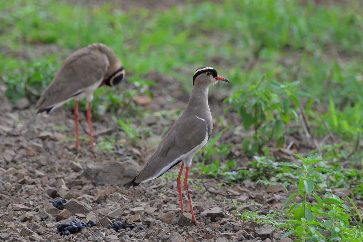 Crowned Lapwing - ML620540969
