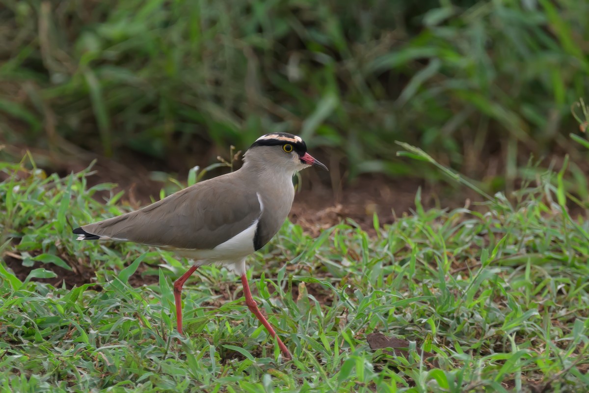 Crowned Lapwing - ML620540970