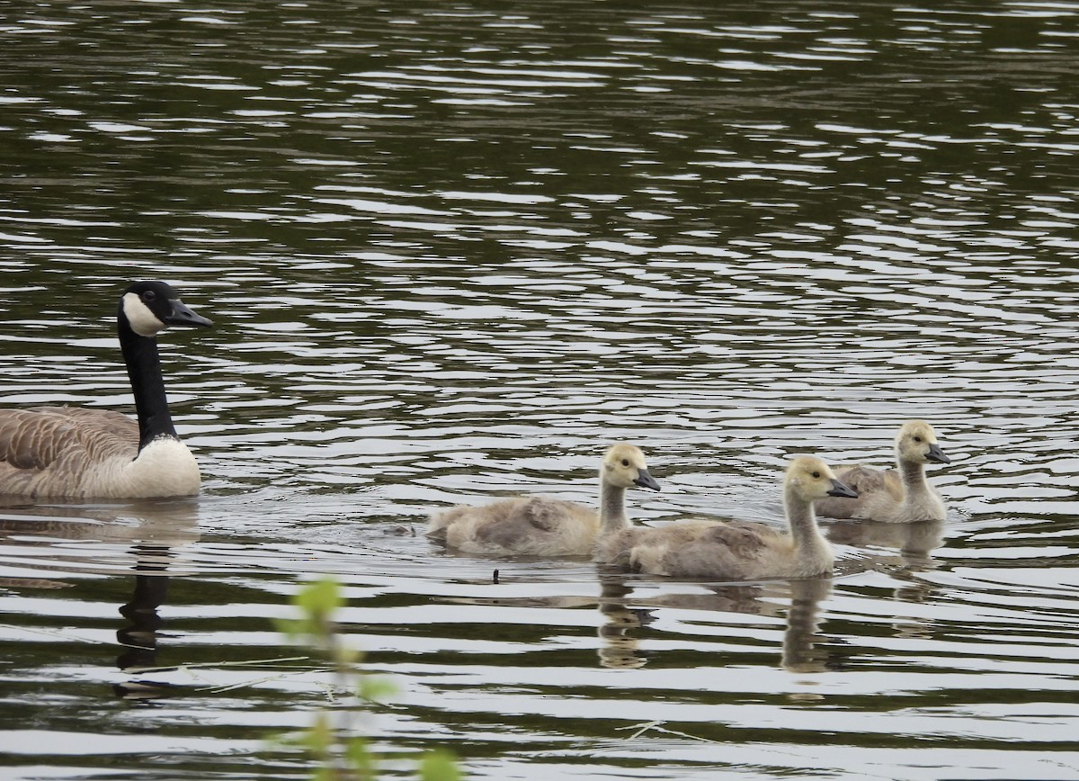 Canada Goose - ML620540971