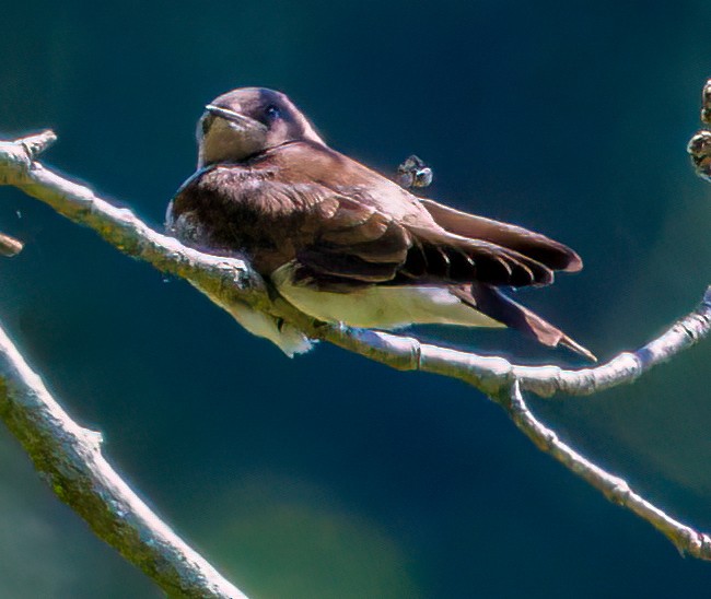 Northern Rough-winged Swallow - ML620540973