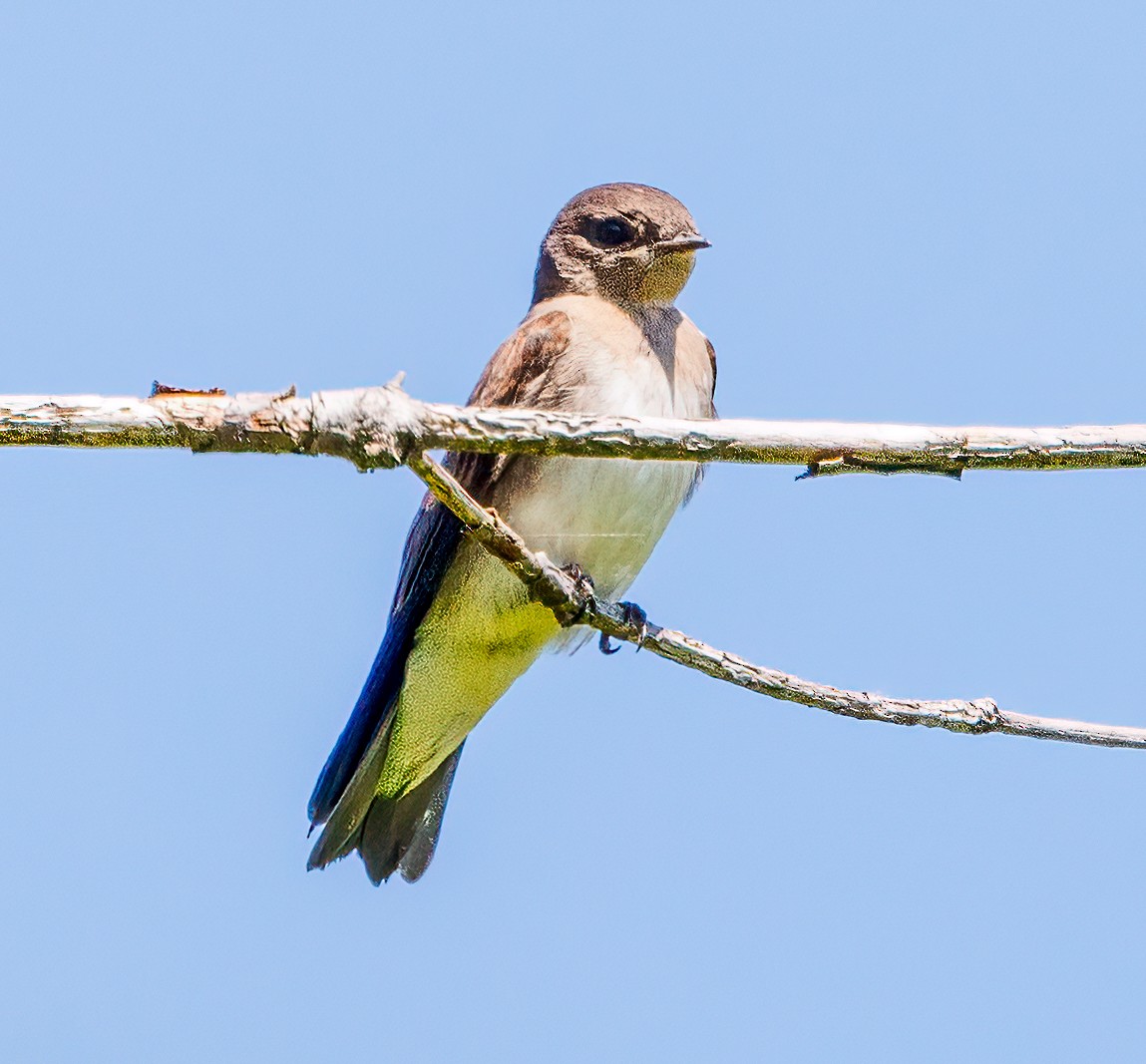 Northern Rough-winged Swallow - ML620540974