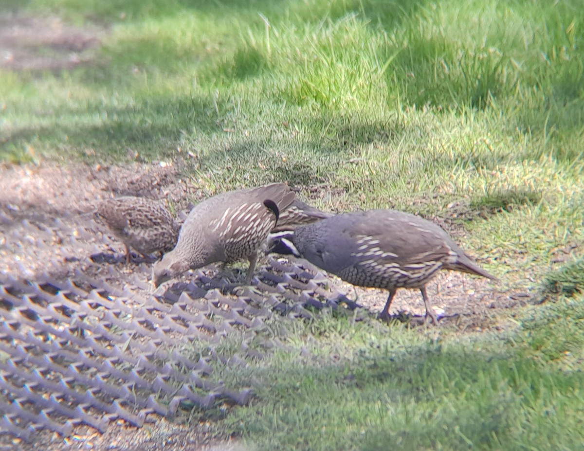 California Quail - ML620540977