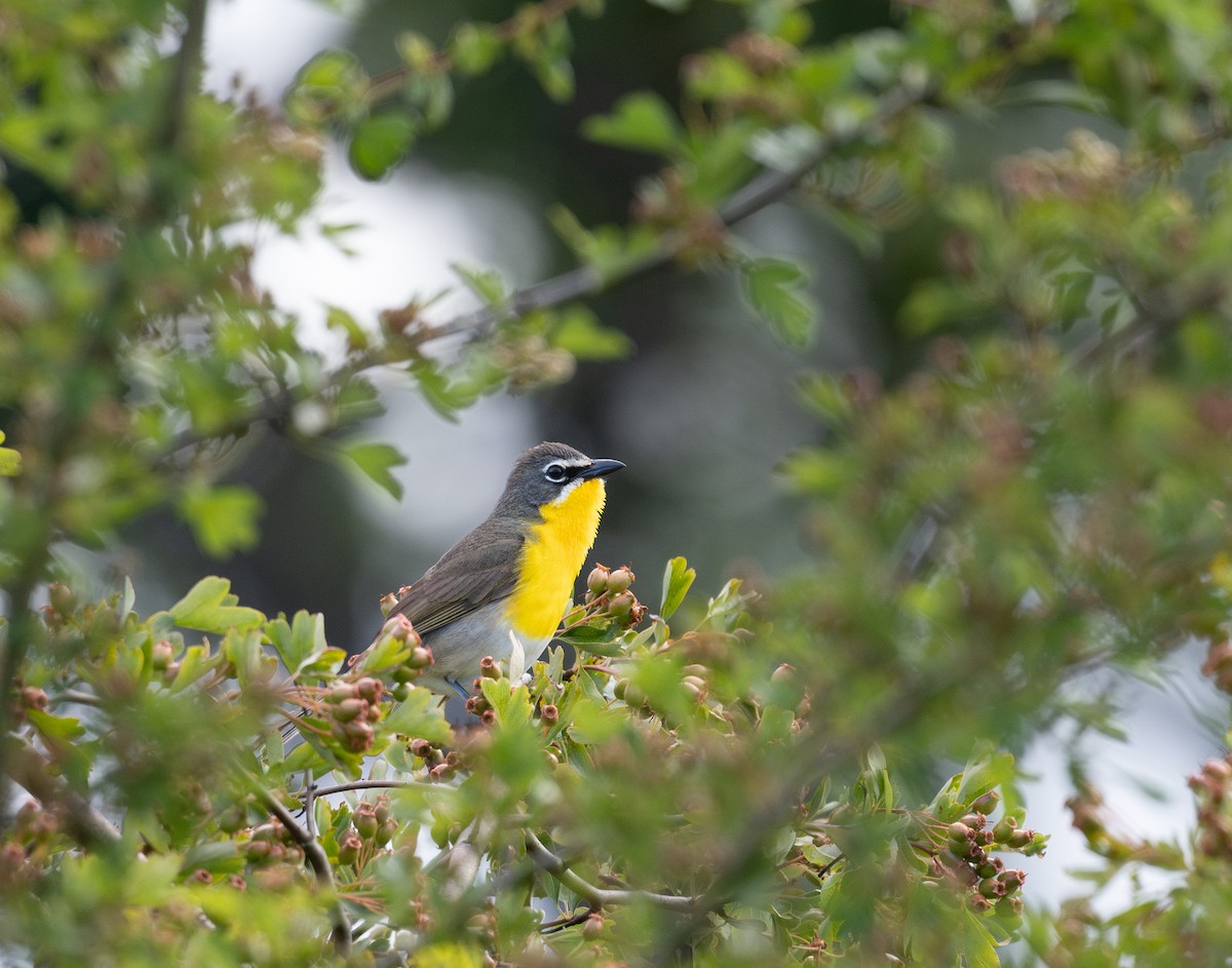 Yellow-breasted Chat (auricollis) - ML620540989