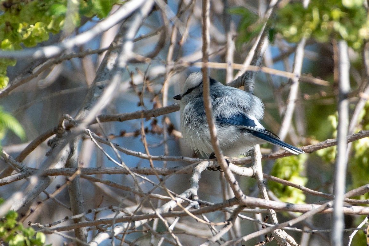 Azure Tit - Grigory Evtukh