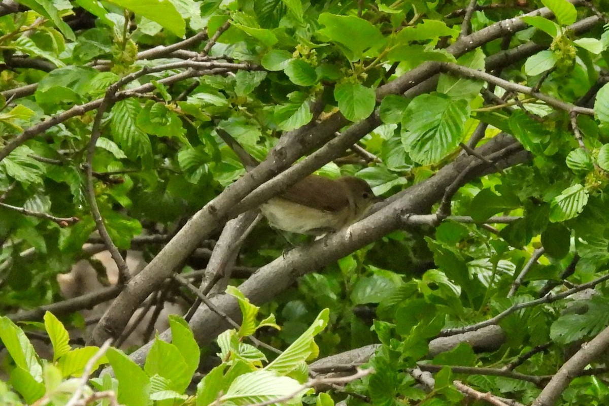 Garden Warbler - ML620540993