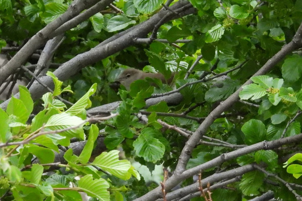 Garden Warbler - ML620540994