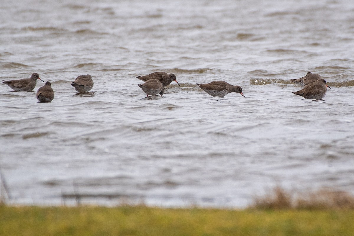 Common Redshank - ML620540996