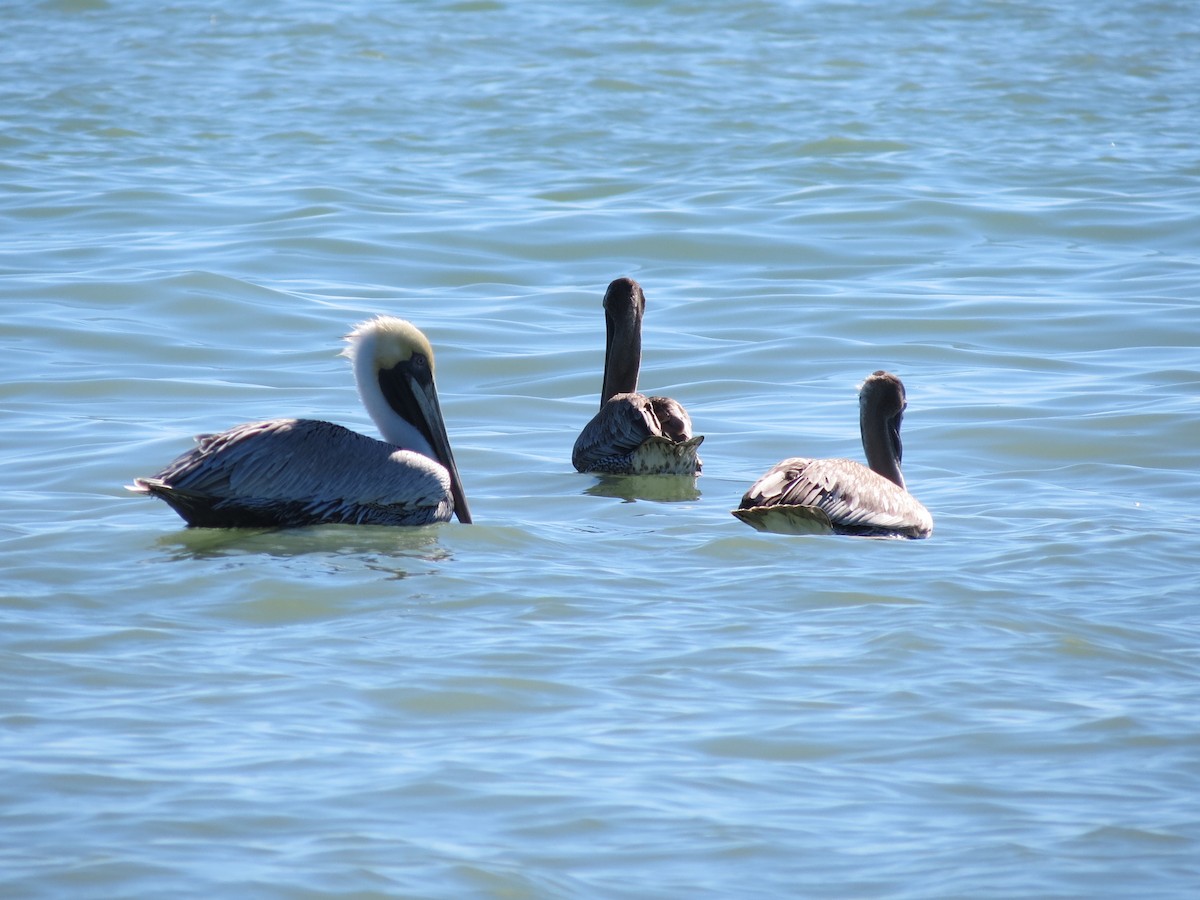 Brown Pelican - ML620540997