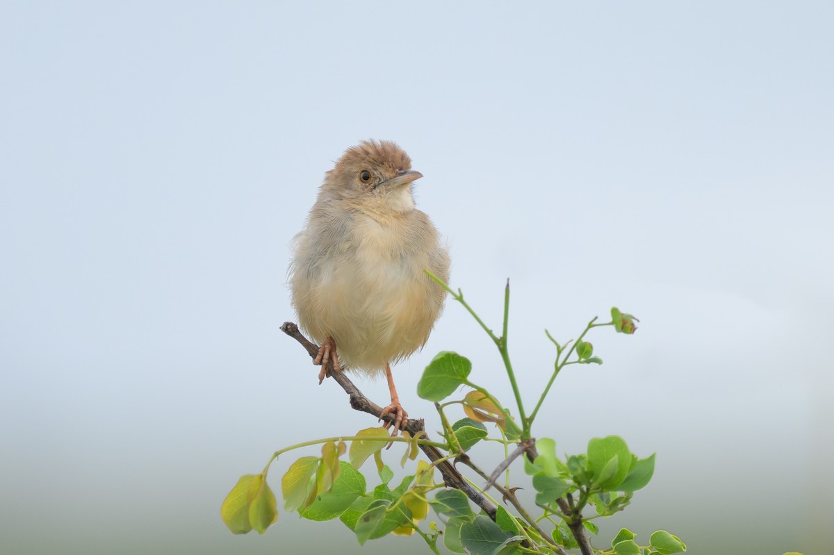 Rattling Cisticola - ML620540998