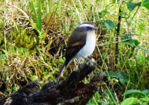 Rufous-breasted Chat-Tyrant - ML620541019