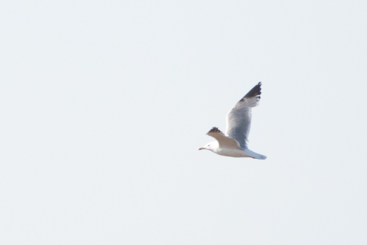 Caspian Gull - ML620541021