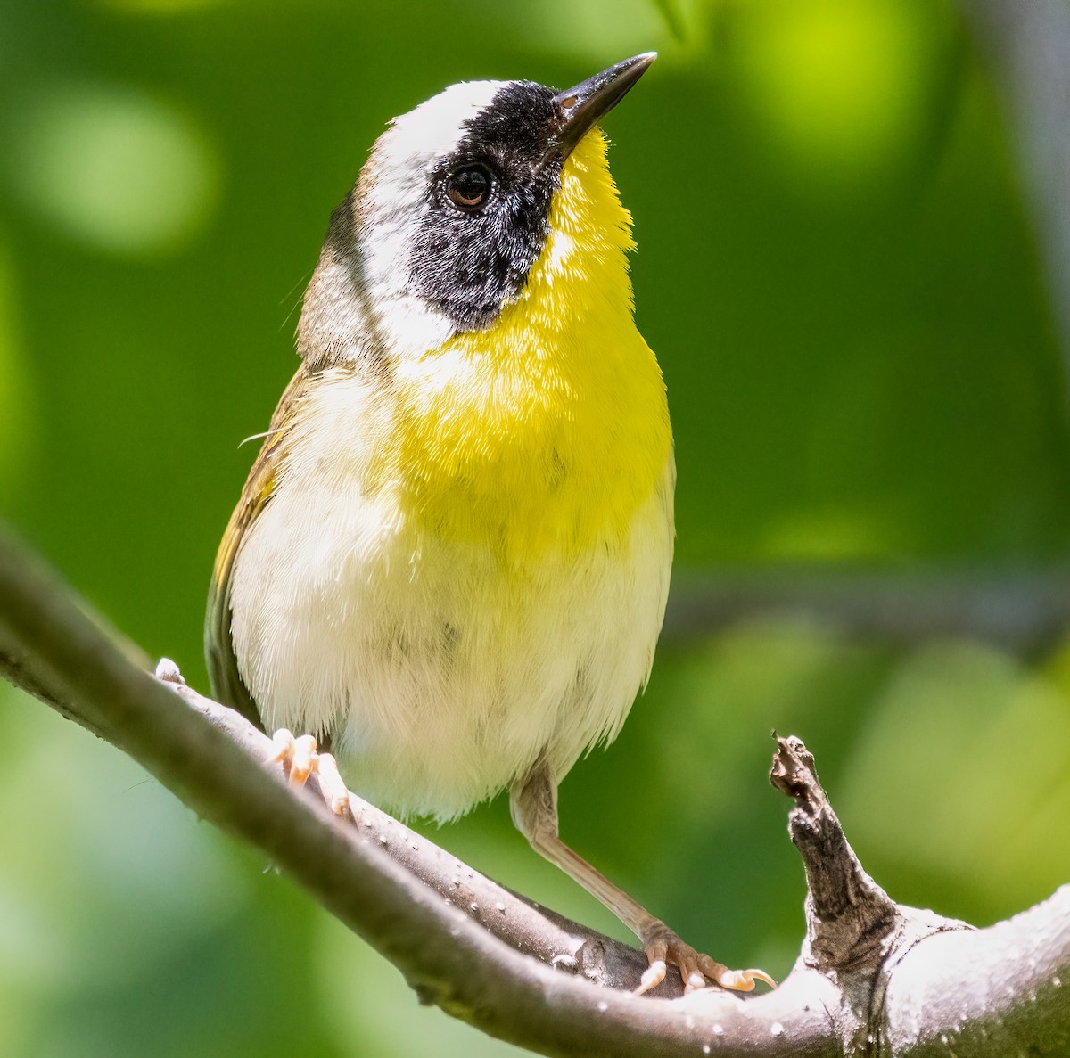 Common Yellowthroat - ML620541023