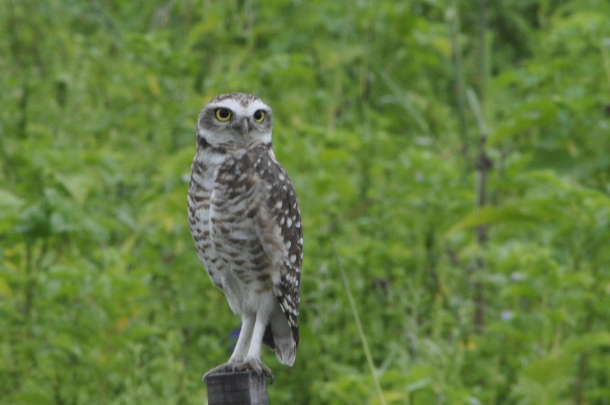 Burrowing Owl - ML620541025