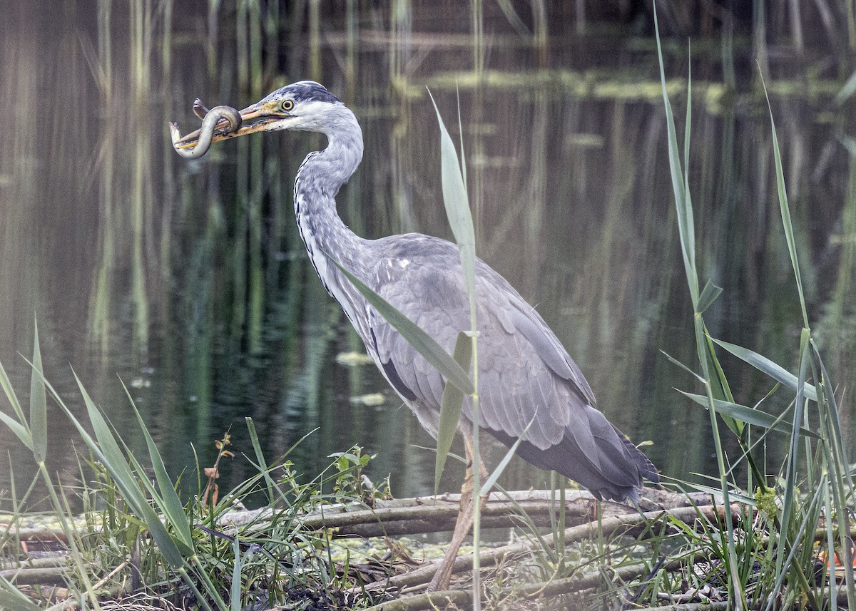 Gray Heron - ML620541026