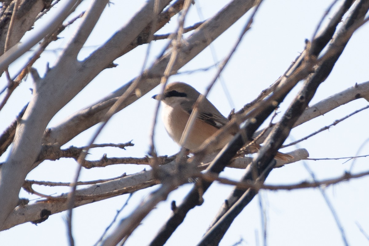 Isabelline Shrike (Daurian) - ML620541028