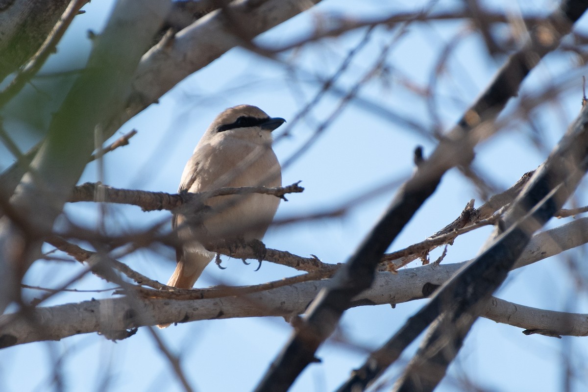 荒漠伯勞(isabellinus) - ML620541029