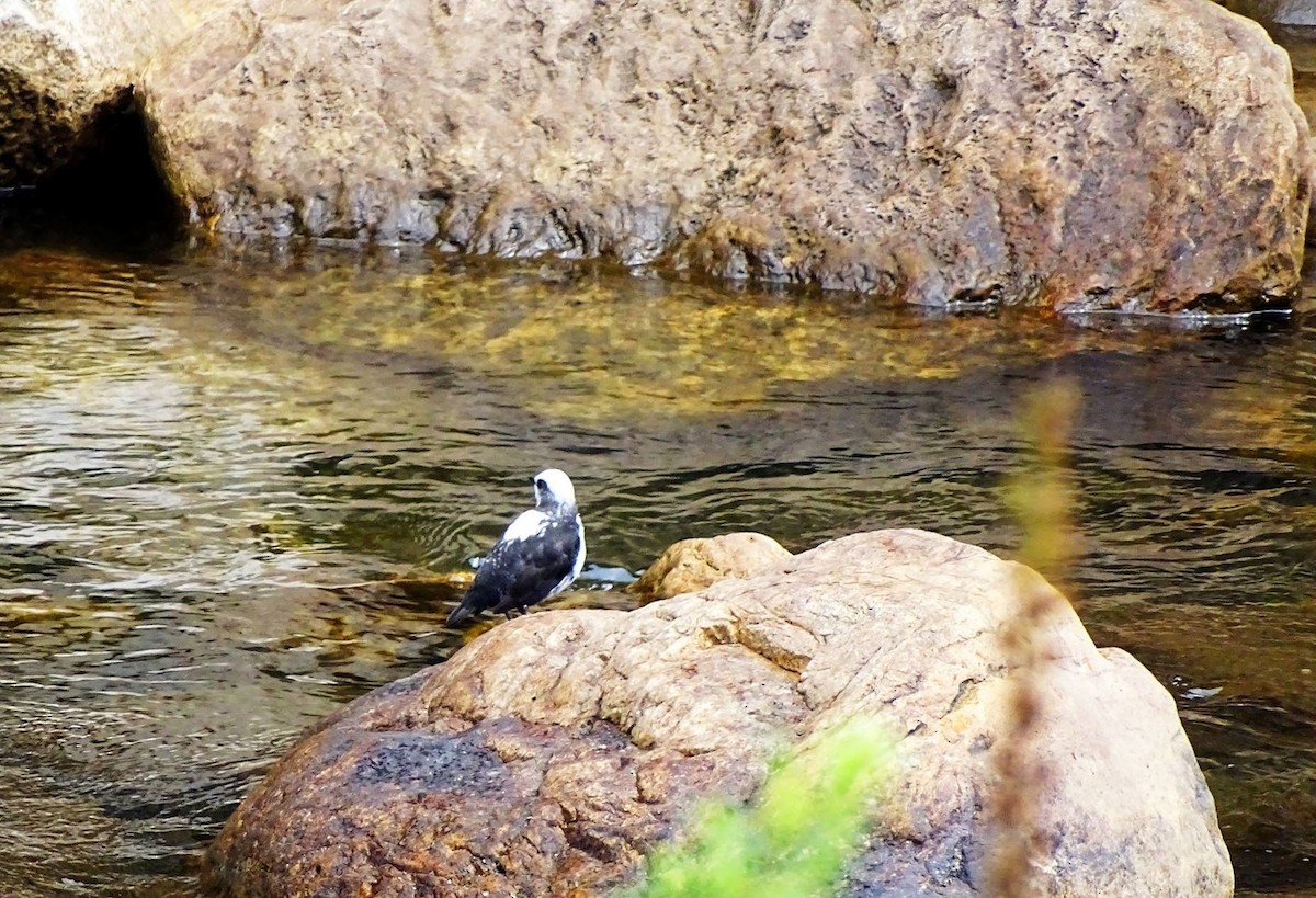 White-capped Dipper - ML620541036