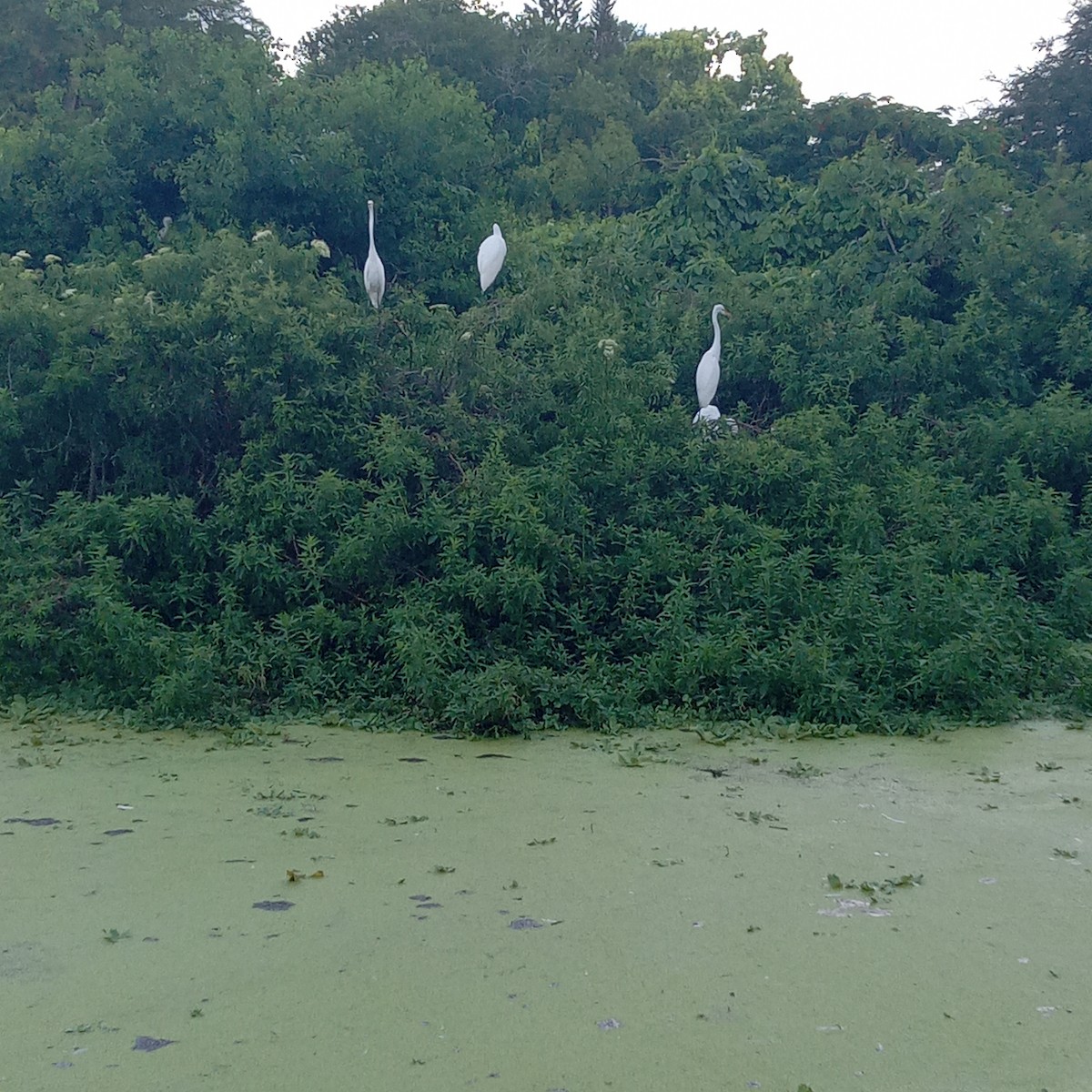 Great Egret - ML620541039