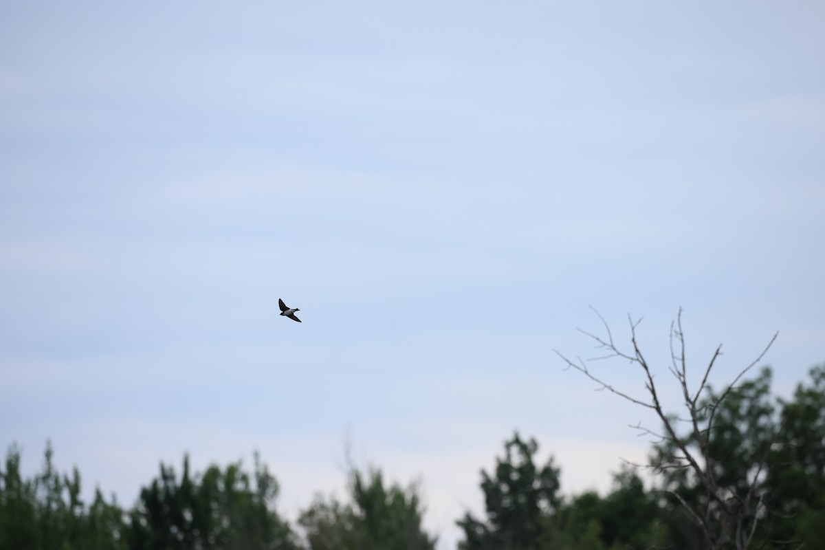 Tree Swallow - ML620541040