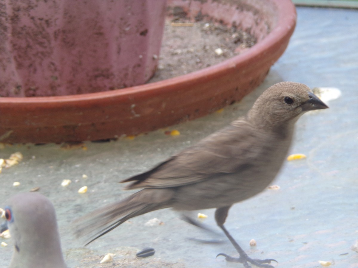 Brown-headed Cowbird - ML620541048