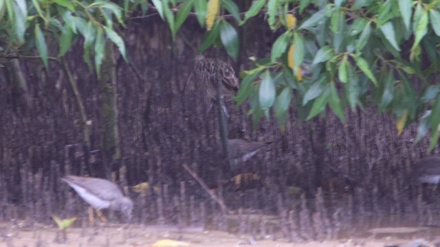 Gray-tailed Tattler - ML620541050