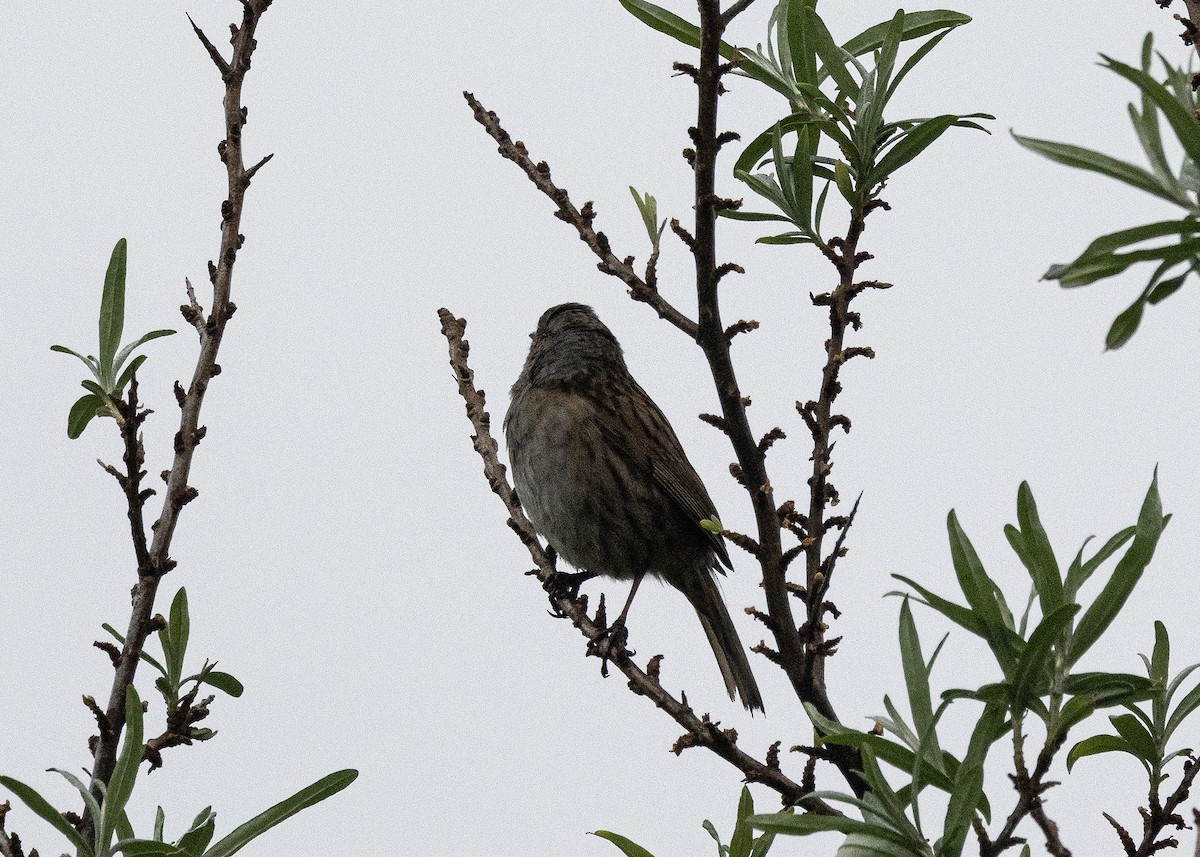 Dunnock - ML620541053