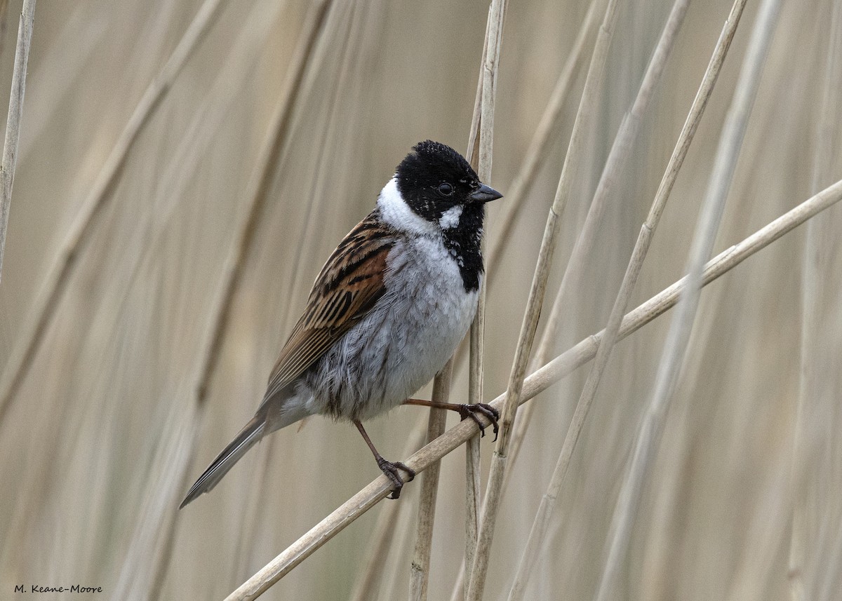 Reed Bunting - ML620541059