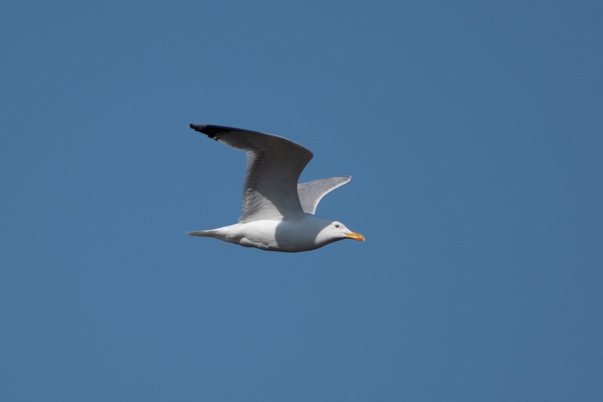 Gaviota del Caspio - ML620541061