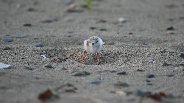 Piping Plover - ML620541063